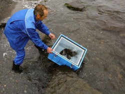 Подаренную океанариуму зубатку выпустили в море